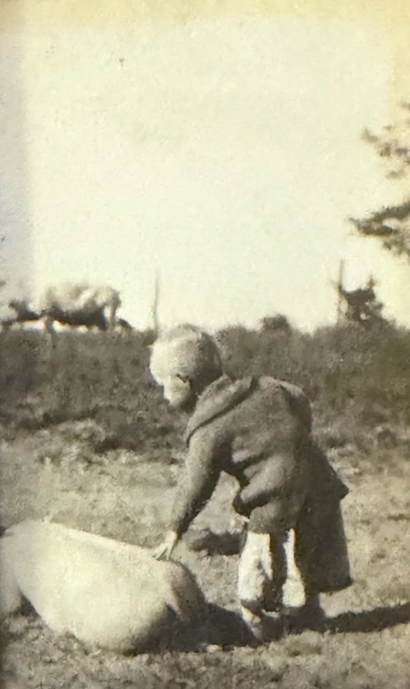 A child tending an animal out in the field
