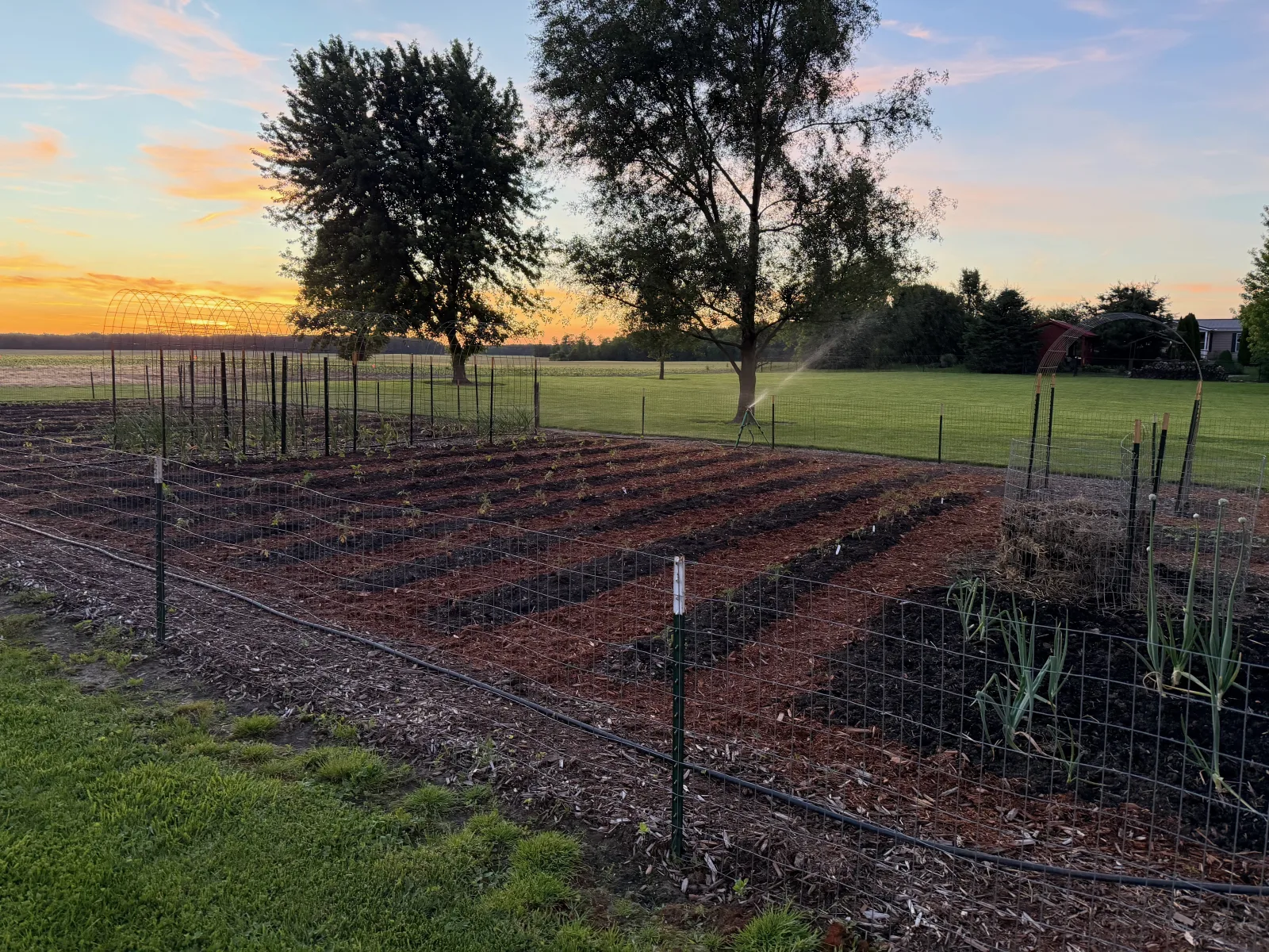 Our garden beds at golden hour